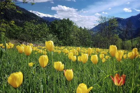 [Interview] Natural wonder – These wild tulips are only found in Switzerland