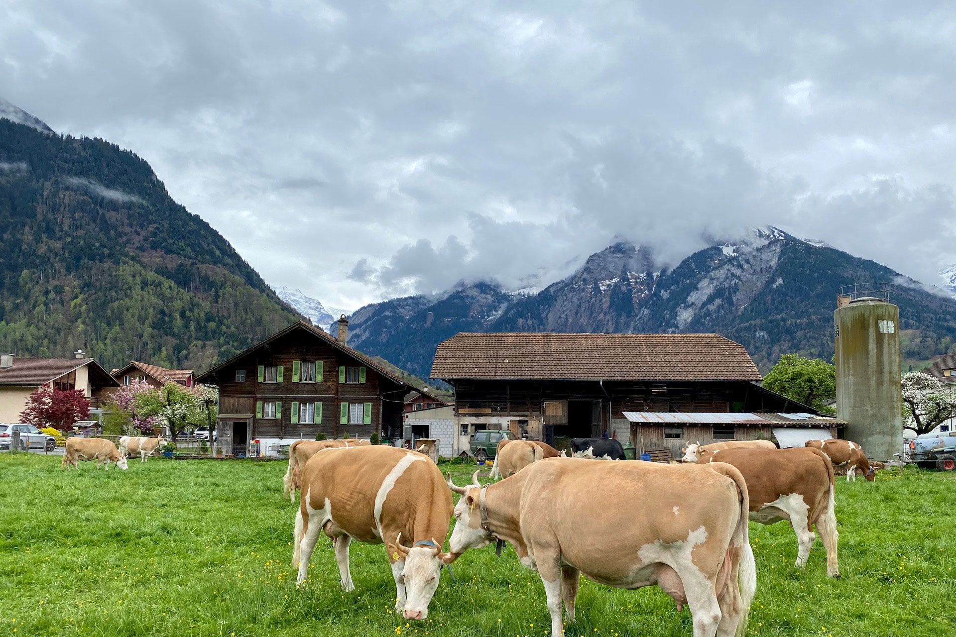 Best of Bernese Alps Private Day Tour: Visit of Lauterbrunnen, Mürren, Grindelwald, Interlaken in the Jungfrau Region (View on Eiger, Mönch and Jungfrau) (from Zurich)