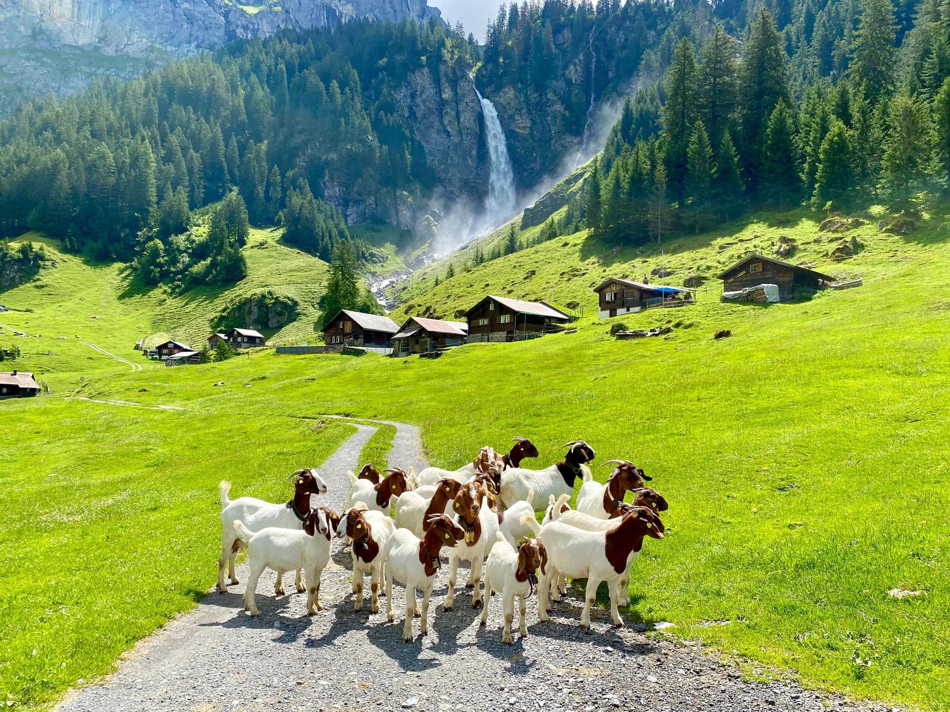 Grand Switzerland 5 Day Guided Private Tour (Basel)